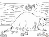 Beaver Coloring Pages American North Branch Drawing sketch template