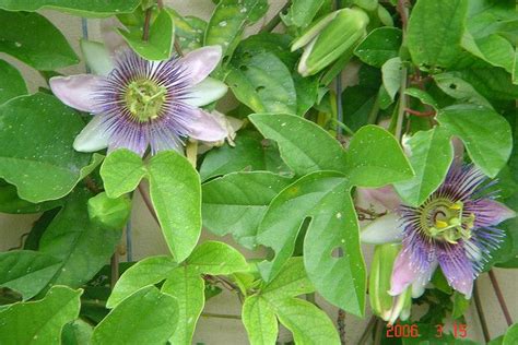 Learn How To Grow Passionflower Indoors Passion Flower Growing