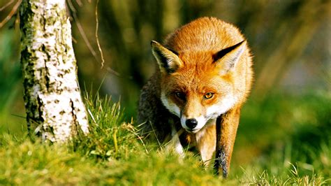 species  fox  great britain