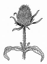 Thistle Coloring Drawing Pages Getdrawings Printable Large sketch template