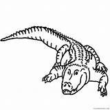 Alligator Coloring4free Amphibians sketch template