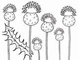 Colouring Thistles Scottish Colour sketch template