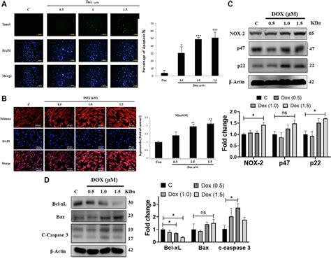 doxorubicin induced ros dependent hifa activation mediates blockage