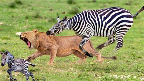 zebra hits lion face  rescue baby zebra lion  haunted   attack  zebra fight