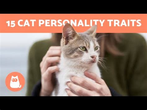 cat characteristics pets