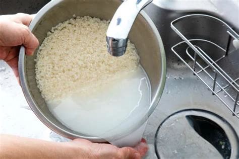 membuat pupuk  air cucian beras  benar  pertumbuhan