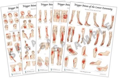 trigger point poster complete set terra rosa online store