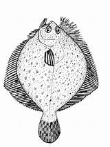 Coloring Pages Fish Flounder Recommended Flounders sketch template
