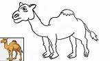 Unta Menggambar Camel sketch template