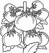 Coloring Tomato Pages Plant Fruit Fresh Collection sketch template