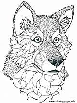 Wolf Coloring Grey Pages Getcolorings sketch template