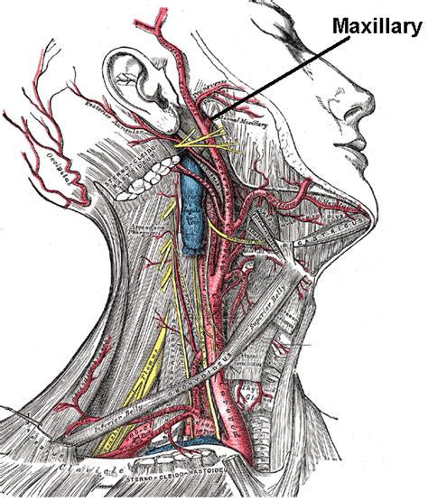 maxillary artery wikidoc