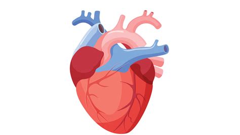 cientificos espanoles averiguan por  el corazon se ubica en el lado