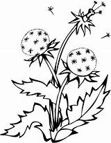 Coloring Dandelion Printable Pages Drawing Ausmalen Flower Malvorlagen Color Gratis Getdrawings Zum Besuchen Pinnwand Auswählen Spring Ausmalbilder 49kb sketch template