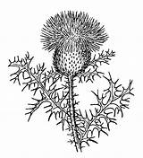 Thistle Scottish Drawing Getdrawings sketch template