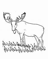 Moose Coloring Male sketch template