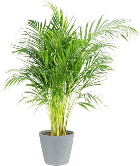 palmier plante verte plante interieur hauteur  cm pot  cm avec cache pot pierre