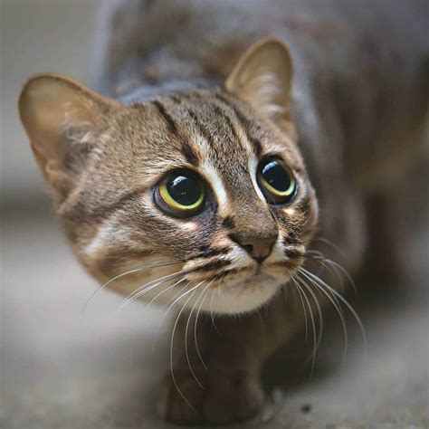 pictures  mysterious rusty spotted cats    smallest wild cats  nature