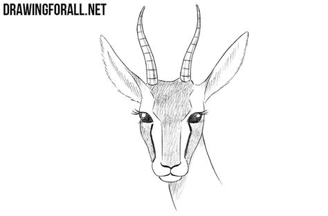 draw  gazelle head