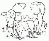 Vacas Toros Vaca Bueyes Vaci Cuccioli Colorat Animali Toro Vaquinhas Cows Desene Vitel Calf Planse Riscos Loads Infantiles Castrado Else sketch template
