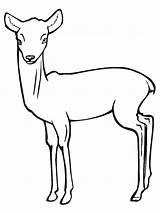Antelope Grassland Antilope Mewarnai Antelop Clipartmag Coloriages sketch template