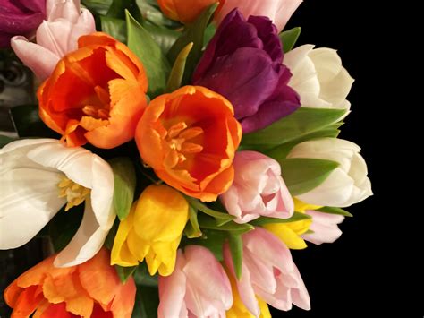spectacular tulip bouquet  washington dc shoots  blooms  dc