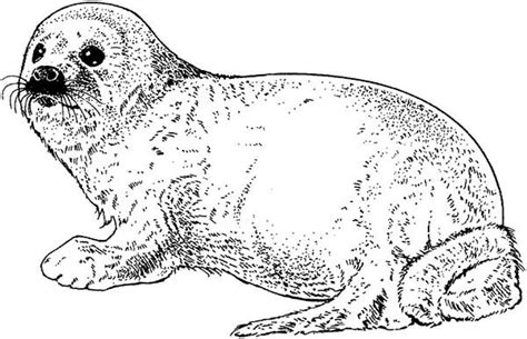 sketch  seal coloring page sketch  seal coloring page coloring sky