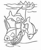 Coloring Fish Pages Printable Popular sketch template