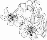 Lily Coloring Pages Lirios Flower Flores Printable Blossom Lilies Para Dibujo Dibujos Colorear Drawing Supercoloring Pintura Pintar Lys Tiger Fleurs sketch template