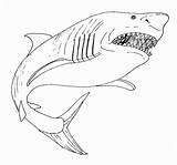 Megalodon Shark Coloring Pages Drawing Great Kids Printable Open Mouth Mako Color Bull Print Leopard Sharks Drawings Getcolorings Getdrawings Draw sketch template