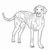 Coloring Dog Hound Plott Pages Hunting Blue Dogs Tick Print Color Template Getdrawings Getcolorings Categories sketch template