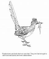 Roadrunner Coloring Pages Color Animal Animals Print Back sketch template