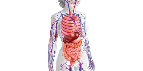 anatomi tubuh manusia  sistem  fungsinya