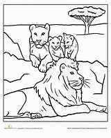 Lion Pride Lions Coloring Pages Color Worksheets Cubs Worksheet Family Animals Kids Choose Board Preschool Their Daniel Education sketch template