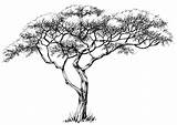 Tree African Drawing Drawings Jungle Marula Trees Illustration Pencil Vector Sketch Savanna Clipart Oak Acacia Shutterstock Decals Car Stock Sticker sketch template