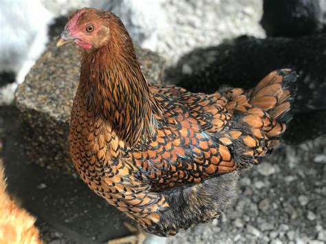 golden laced wyandotte showing   lovely plumage rchickens