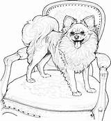 Coloring Dog Pages Breed Pomeranian Adults sketch template
