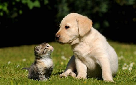 cute dog  cat wallpaper pixelstalknet