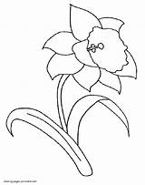 Daffodil Coloring Pages Printable Daffodils Spring Print Colouring Flowers Kids Book Seasons Sheets 81kb sketch template