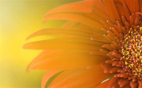 widescreen sunflower wallpapers hd wallpapers id