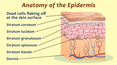 skin layers   epidermis   functions bodytomy