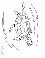 Eared Slider Red Coloring Swimming Turtle Color Hellokids Print Online Pages sketch template
