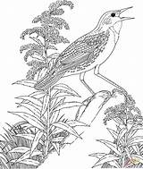 State Meadowlark Goldenrod Nebraska Vara Loica Montana Oiseau Paradis Ave Vermont Supercoloring Coloringhome Aves sketch template