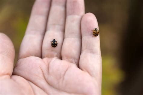 types  ladybugs  maryland