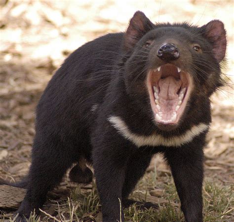 tasmanian devil  amazing facts  wildlife