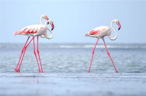 flamingo facts phoenicopterus