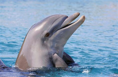 sprache der delfine  du ueber die delfinsprache wissen musst petakids