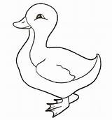 Patito Colorare Patinho Colorir Disegni Pato Patos Anatroccolo Eendje Eend Duckling sketch template