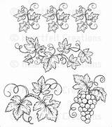 Heartfelt Italiana Grapevines Vine Vines sketch template