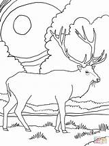 Coloring Elk Pages Mountain Printable Bull Rocky Drawing Scenery Mountains Red Color Deer Animals Daily Head Simple Supercoloring Kids Getdrawings sketch template
